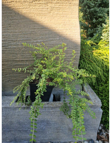 Suchodrzew mirtolistny  'Baggesen Gold'- Lonicera