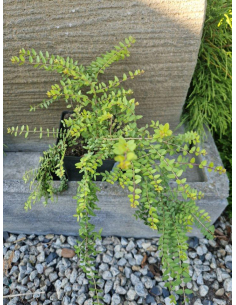 Suchodrzew mirtolistny  'Baggesen Gold'- Lonicera 2