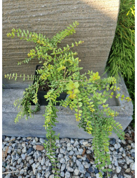 Suchodrzew mirtolistny  'Baggesen Gold'- Lonicera