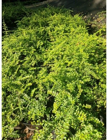 Suchodrzew mirtolistny  'Baggesen Gold'- Lonicera