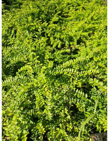 Suchodrzew mirtolistny  'Baggesen Gold'- Lonicera
