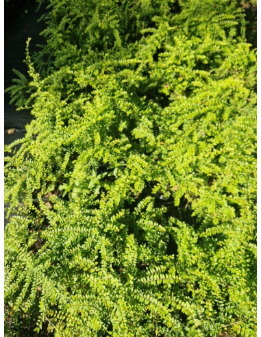 Suchodrzew mirtolistny  'Baggesen Gold'- Lonicera