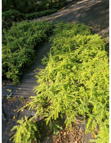 Suchodrzew mirtolistny  'Baggesen Gold'- Lonicera