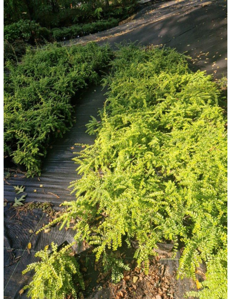 Suchodrzew mirtolistny  'Baggesen Gold'- Lonicera