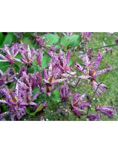 Trójsklepka owłosiona 'Masamunei' - 1L- Tricyrtis hir