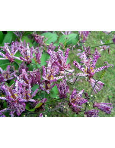 Trójsklepka owłosiona 'Masamunei' - 1L- Tricyrtis hir
