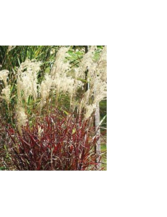 Miskant chiński Dronning Ingrid (Miscanthus sinensis) sadzonki 2