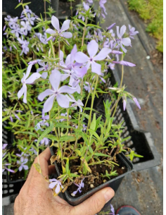 Płomyk kanadyjski 'Clouds of Perfume'-1L- Phlox divaricata