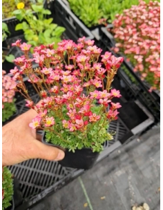 Skalnica Arendsa 'Peter Pan' - Saxifraga 1L