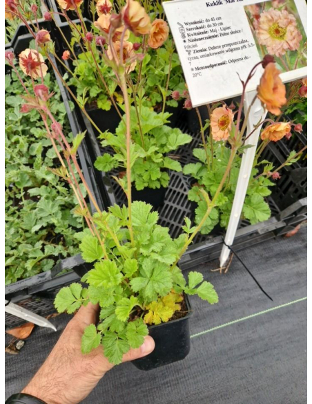 Kuklik 'Mai Tai' - Geum 1L