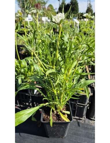 Driakiew kaukaska 'Perfecta Alba' - 1L- Scabiosa cauca