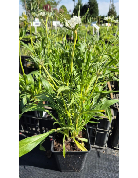 Driakiew kaukaska 'Perfecta Alba' - 1L- Scabiosa cauca