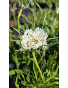Driakiew kaukaska 'Perfecta Alba' - 1L- Scabiosa cauca 2