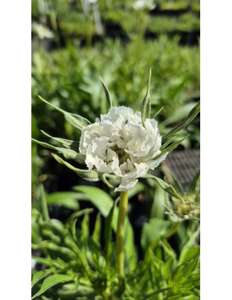 Driakiew kaukaska 'Perfecta Alba' - 1L- Scabiosa cauca