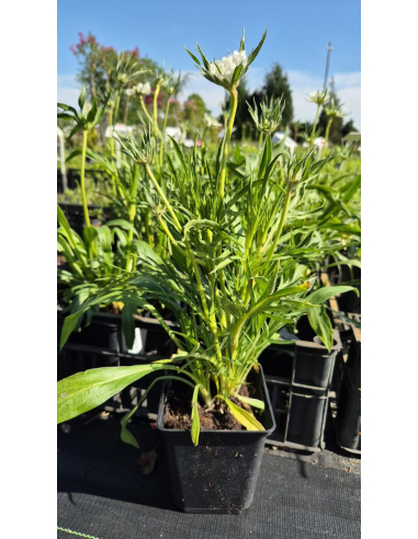 Driakiew kaukaska 'Perfecta Alba' - 1L- Scabiosa cauca