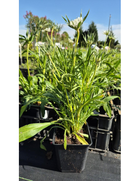 Driakiew kaukaska 'Perfecta Alba' - 1L- Scabiosa cauca