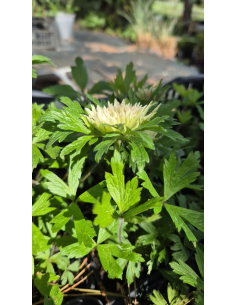Zawilec wielkokwiatowy Polish Star- Anemone sylvestris  P9