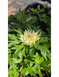 Zawilec wielkokwiatowy Polish Star- Anemone sylvestris  P9 2