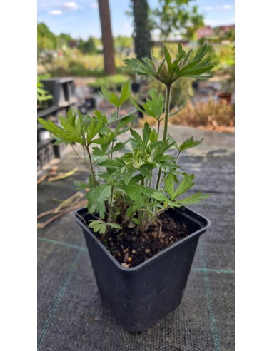 Zawilec wielkokwiatowy Polish Star- Anemone sylvestris  P9