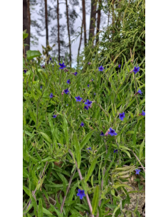 Nawrot czerwonobłękitny - Buglossoides purpurocaer