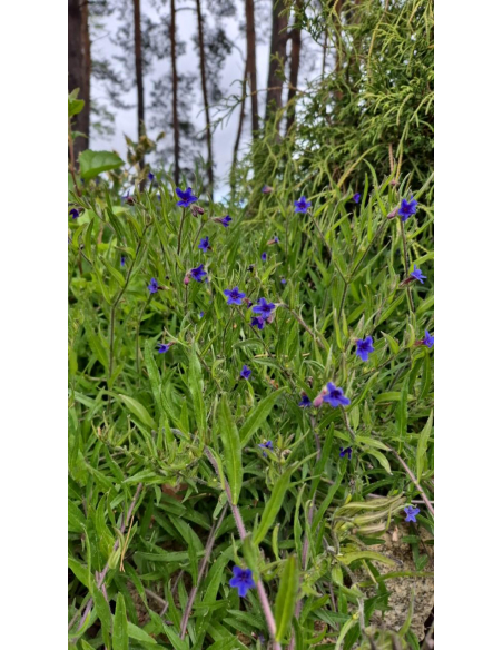 Nawrot czerwonobłękitny - Buglossoides purpurocaer