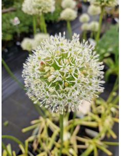 Czosnek ozdobny 'White Giant' - Allium 5L