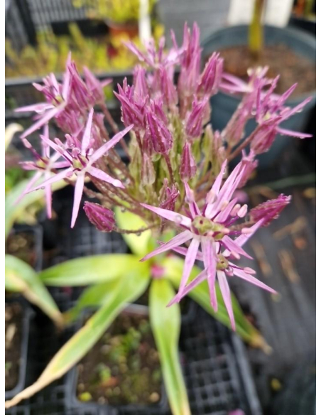 Czosnek (białawy) Krzysztofa (Allium christophii)-1L