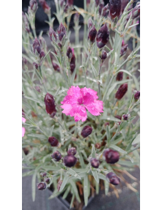 Goździk ogrodowy 'Dinetta Purple' - Dianthus 1L