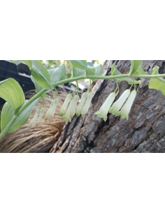 Kokoryczka niska - Polygonatum humile 3L