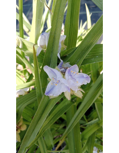 Trzykrotka wirginijska - Tradescantia (fiolet) 2l