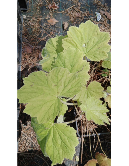 Żurawka cylindryczna - Heuchera cylindrica - 1L