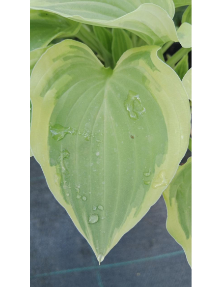 Hosta 'Pilgrim' - Funkia 2L