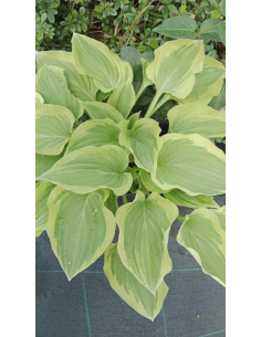 Hosta 'Pilgrim' - Funkia 2L 2