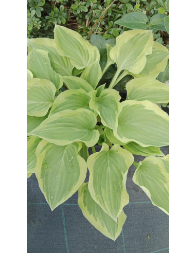 Hosta 'Pilgrim' - Funkia 2L