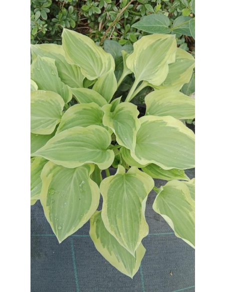 Hosta 'Pilgrim' - Funkia 2L