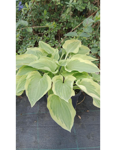 Hosta 'Pilgrim' - Funkia 2L