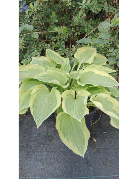 Hosta 'Pilgrim' - Funkia 2L