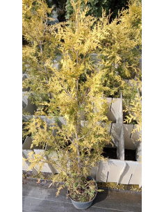 Żywotnik zachodni 'Salland' - Thuja occidentalis 3