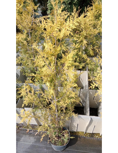 Żywotnik zachodni 'Salland' - Thuja occidentalis 3