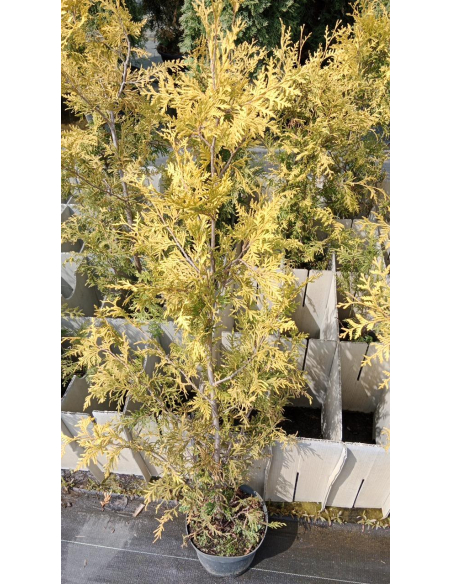 Żywotnik zachodni 'Salland' - Thuja occidentalis 3