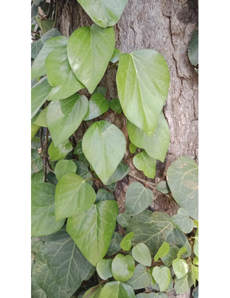 Gigantyczne, ciemnozielone liście bluszczu Hedera colchica