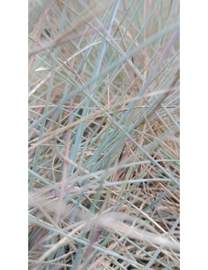 Kostrzewa sina 'Eisvogel' - Festuca cinerea P9