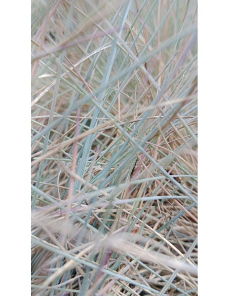 Kostrzewa sina 'Eisvogel' - Festuca cinerea P9