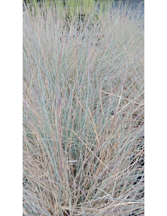 Kostrzewa sina 'Eisvogel' - Festuca cinerea P9 2