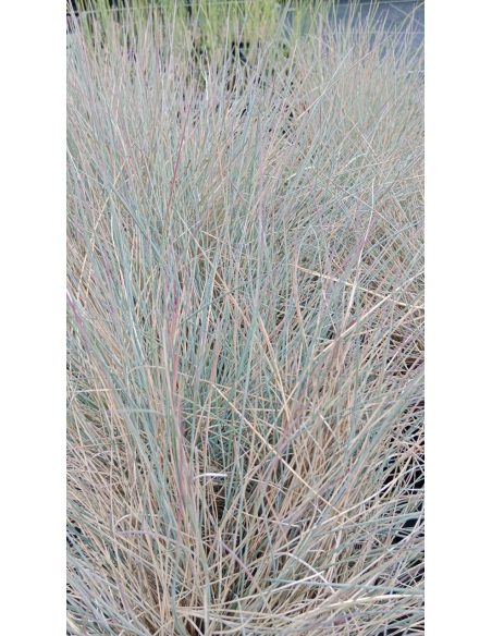 Kostrzewa sina 'Eisvogel' - Festuca cinerea P9