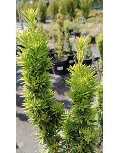 Cis pośredni 'Wojtek' - Taxus 3L