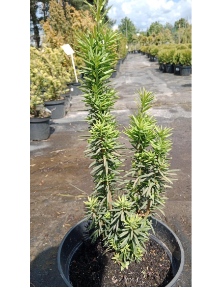 Cis pośredni 'Wojtek' - Taxus 3L