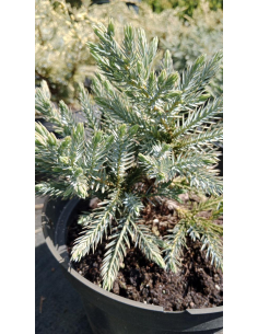 Jałowiec łuskowaty 'Blue Star' - Juniperus 3L