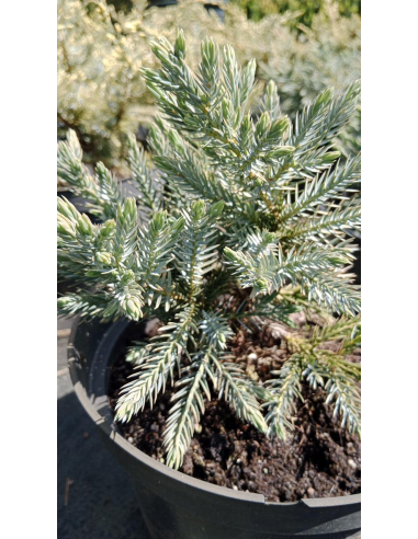 Jałowiec łuskowaty 'Blue Star' - Juniperus 3L