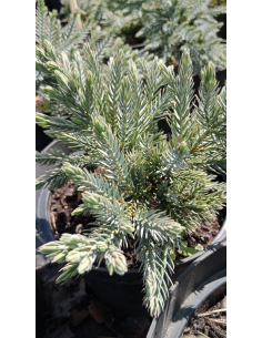 Jałowiec łuskowaty 'Blue Star' - Juniperus 3L 2